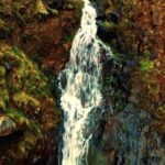 Sea Waves Video Download, Tree, Woody Plant, Waterfall, Forest, River