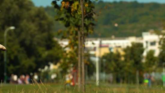 Short Film Stock Footage, Tree, Woody Plant, Landscape, Autumn, Park