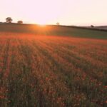 Short Funny Videos Download Free, Sky, Field, Landscape, Grass, Meadow