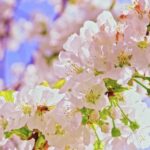 Short Mp4 Video Clips Download, Shrub, Spring, Blossom, Plant, Spirea