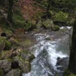 Short Sad Video Clip, Forest, River, Land, Stream, Water