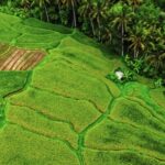 Show Clip, Plant, Tea, Grass, Landscape, Tree