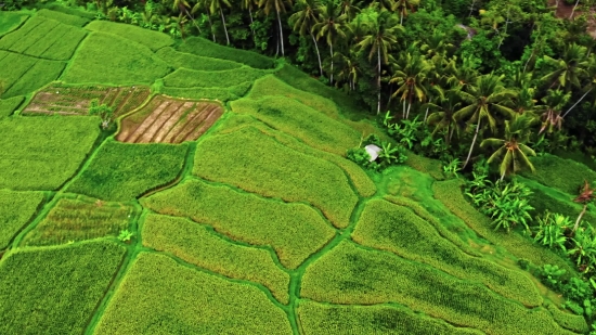 Show Clip, Plant, Tea, Grass, Landscape, Tree