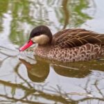 Shutterstock Free Download, Drake, Duck, Waterfowl, Bird, Wildlife