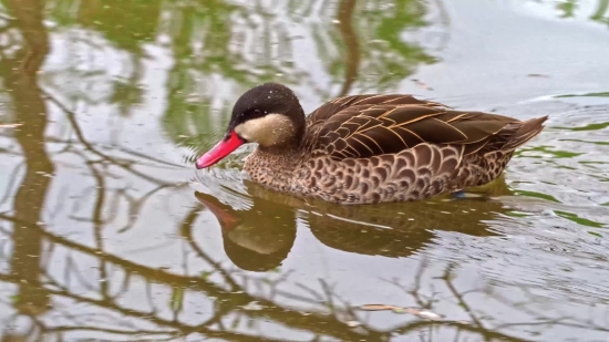 Shutterstock Free Download, Drake, Duck, Waterfowl, Bird, Wildlife