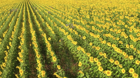 Shutterstock Free Footage, Mustard, Herb, Field, Plant, Vascular Plant