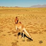 Shutterstock Free Images, Steppe, Plain, Land, Landscape, Desert