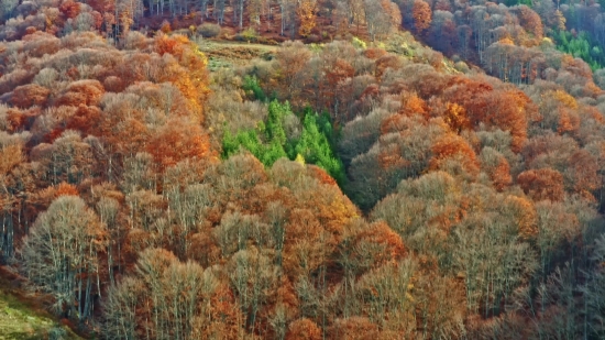 Slog3 Footage Download Free, Canyon, Tree, Valley, Landscape, Mountain