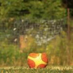 Social Media Stock Video, Bucket, Grass, Poppy, Vessel, Flower