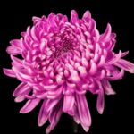 Sound Effects Youtubers Use, Pink, Flower, Petal, Pollen, Flora