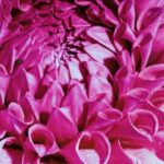 Space Stock Photo, Pink, Petal, Flower, Flora, Floral