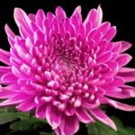 Space Videos Free Download, Flower, Petal, Pink, Plant, Bloom