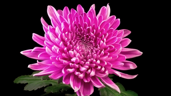 Space Videos Free Download, Flower, Petal, Pink, Plant, Bloom