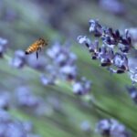 Spooky Stock Footage, Lavender, Vascular Plant, Shrub, Plant, Herb