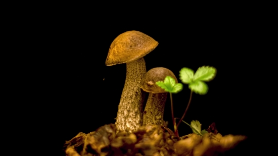 Sport Stock Videos, Mushroom, Fungus, Organism, Vegetable, Produce