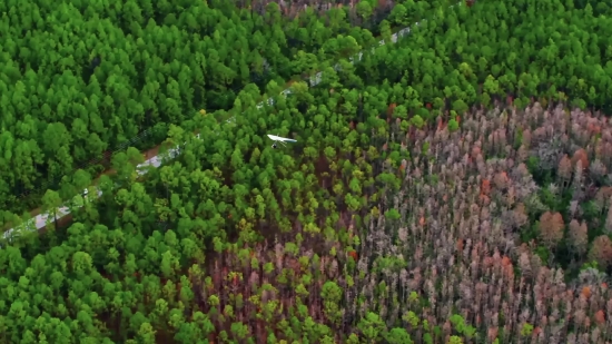 Stars Free Stock Footage, Plant, Vascular Plant, Landscape, Tree, Forest