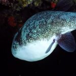 Stock Art Images, Puffer, Fish, Underwater, Sea, Tropical