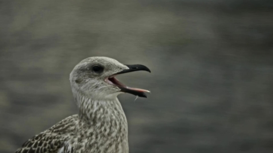 Stock Fireplace Videos, Albatross, Bird, Seabird, Aquatic Bird, Gull