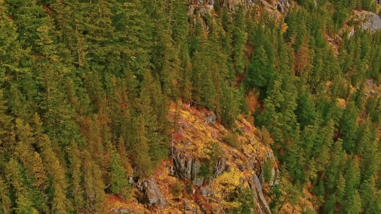 Stock Footage Cartoon, Tree, Woody Plant, Forest, Landscape, Mountain