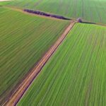 Stock Footage Effects, Plant, Pattern, Leaf, Farmer, Summer