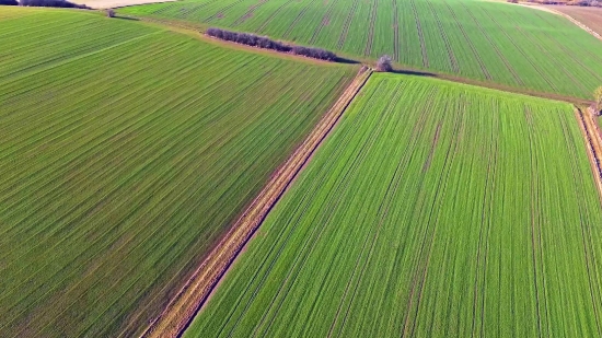 Stock Footage Effects, Plant, Pattern, Leaf, Farmer, Summer