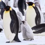 Stock Footage, King Penguin, Penguin, Seabird, Bird, Aquatic Bird