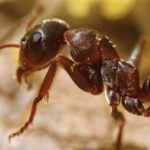 Stock Footage Websites, Ant, Insect, Arthropod, Invertebrate, Animal