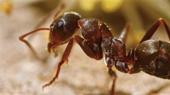 Stock Footage Websites, Ant, Insect, Arthropod, Invertebrate, Animal