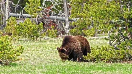 Stock Library, Brown Bear, Bear, Mammal, Wild, Swine