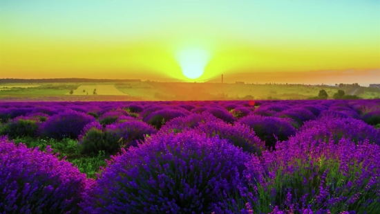 Stock Market Stock Footage, Lavender, Shrub, Woody Plant, Field, Vascular Plant