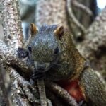 Stock Motion Graphics, Squirrel, Wildlife, Lizard, Rodent, Wild