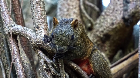 Stock Motion Graphics, Squirrel, Wildlife, Lizard, Rodent, Wild