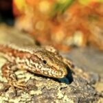 Stock Photo Library, Alligator Lizard, Lizard, Reptile, Wildlife, Wild