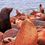 Stock Photo Search, Sea Lion, Eared Seal, Seal, Sea, Water