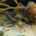 Stock Photography Sites, Spiny Lobster, Lobster, Crustacean, Fish, Underwater