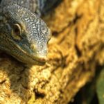 Stock Photography Websites, Lizard, Reptile, Wildlife, Wild, Eye