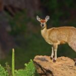 Stock Photos And Videos, Gazelle, Antelope, Deer, Wildlife, Buck