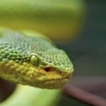 Stock Photos Free To Use, Green Snake, Snake, Reptile, Wildlife, Wild