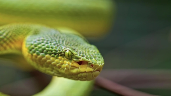 Stock Photos Free To Use, Green Snake, Snake, Reptile, Wildlife, Wild