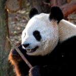 Stock Photos, Giant Panda, Mammal, Wildlife, Wild, Bear