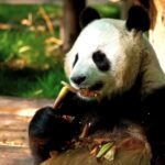 Stock Photos Of People, Giant Panda, Mammal, Wildlife, Wild, Bear