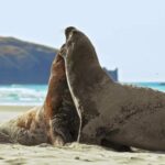 Stock Pictures, Sea Lion, Eared Seal, Seal, Water, Sea