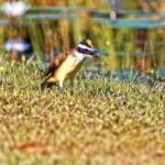 Stock Shots, Bird, Wildlife, Woodpecker, Beak, Nightingale