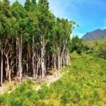 Stock Video Car, Tree, Woody Plant, Vascular Plant, Forest, Landscape