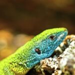 Stock Video Clips, Green Lizard, Lizard, Reptile, Wildlife, Eye