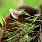 Stock Video Content, Chestnut, Lesser Panda, Edible Nut, Nut, Seed