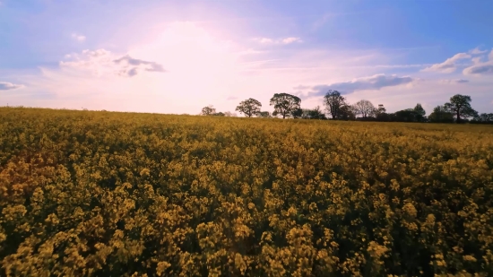 Stock Video Countdown, Rapeseed, Oilseed, Seed, Field, Landscape