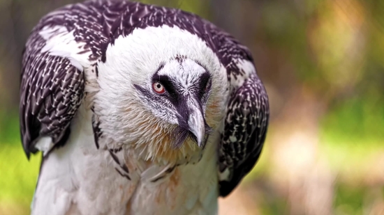 Stock Video Footage, Falcon, Hawk, Bird, Bird Of Prey, Beak