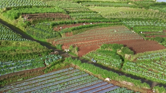 Stock Video Funny, Plant, Agriculture, Landscape, Rural, Farm