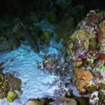 Stock Video Library, Reef, Underwater, Fish, Coral, Sea